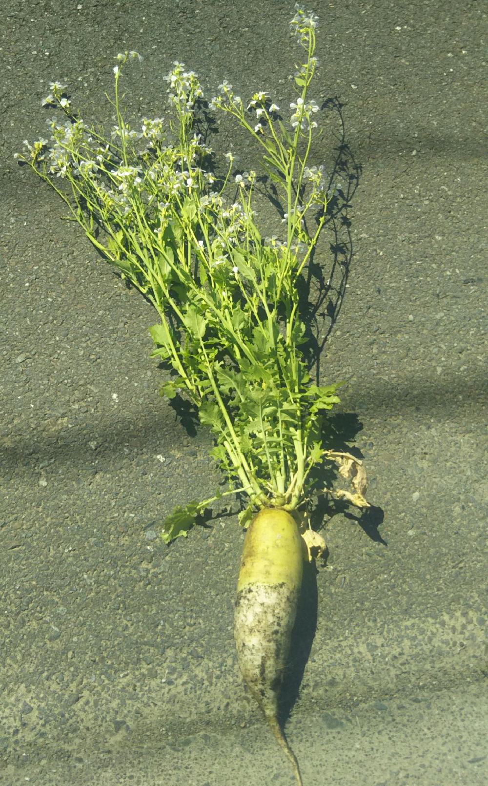 ２０１９年５月８日 大根を片付けました 水曜日の朝です とうとう大根が２度目の花を咲かせています 白い花と 薄紫のもあります きれいです でも 花は食べられません しかたないので全部片付けました それでもこんなに