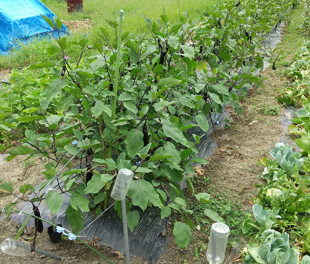 年8月11日 ナス馬作りました 今朝のナス畑です あいかわらず 次々に花を咲かせています ナスのへたの下が白いのは 夕べの間にそれだけ伸びたんだそうです 昼間になって 日の光を浴びると 黒く変わるんだそうです なるほどねえ