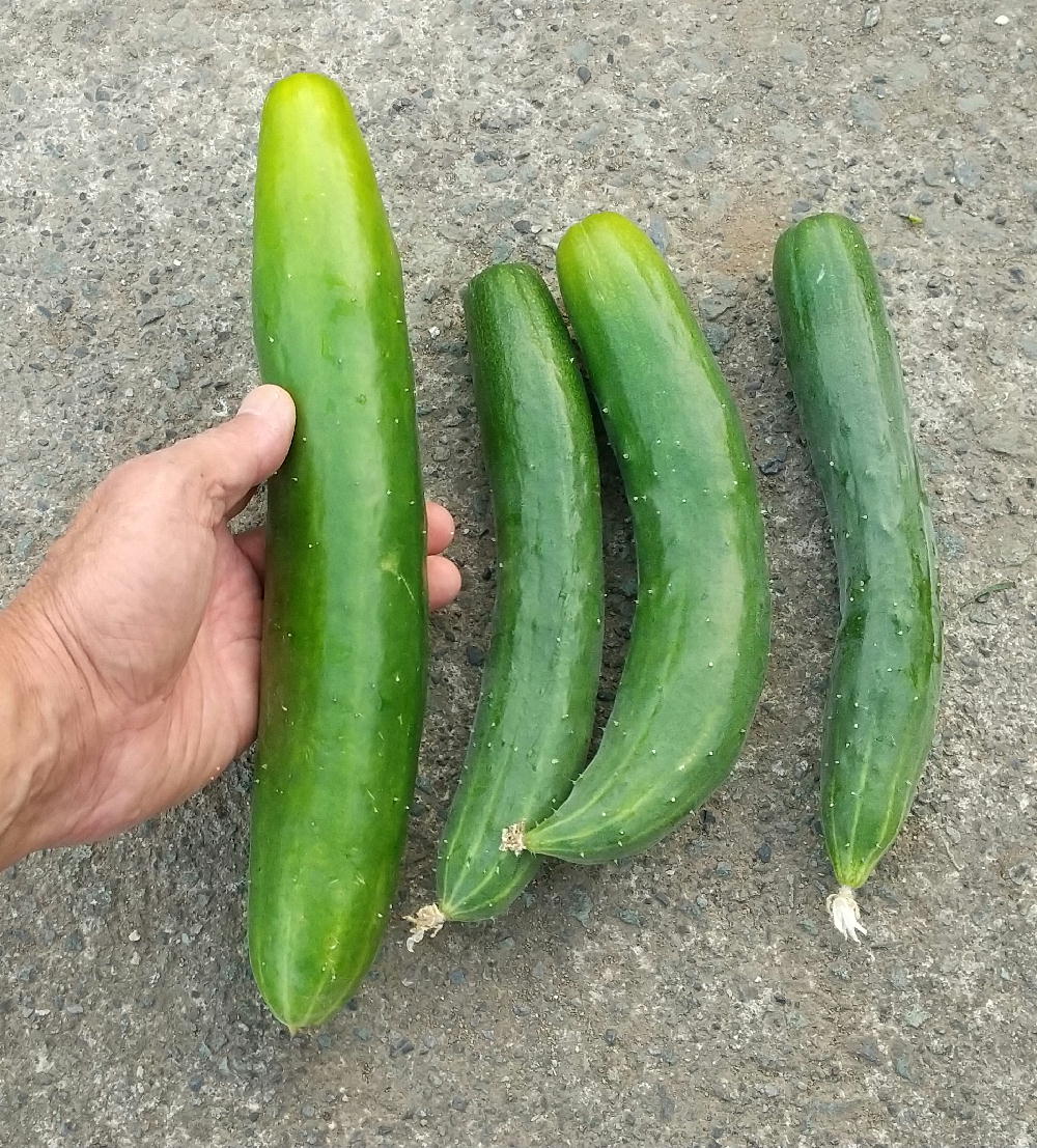 年8月19日 キュウリの除草をしました ハウスの中のキュウリが終わって 2匹目のドジョウを狙って外に植えたキュウリです ようやく実がつき始めました 草に埋もれて こんなに大きくなってしまいました 夕飯に食べてみましたが これがまた